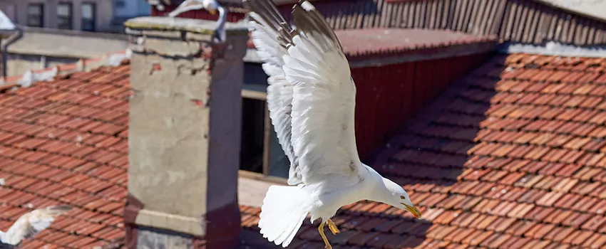 Residential Chimney Animal Removal Solution in State College, PA